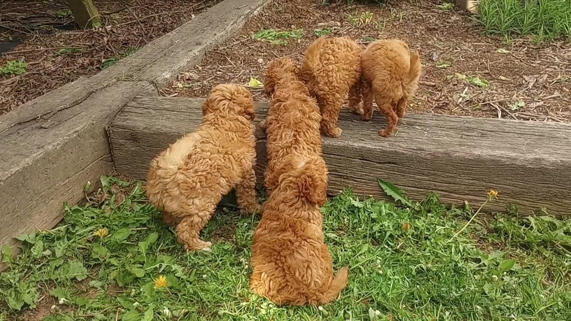 Toy Poodle dogs for sale: Muddy Paws - Video 1