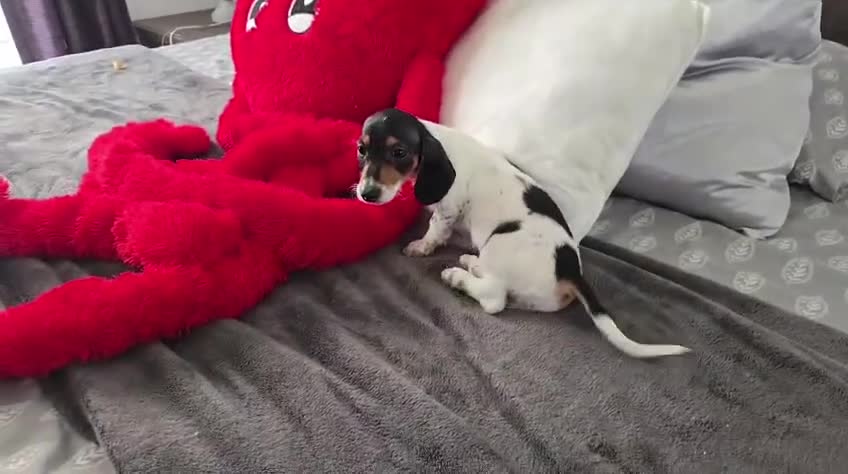 Dachshund dogs for sale: Dachshund Puppy 2 - Video 1