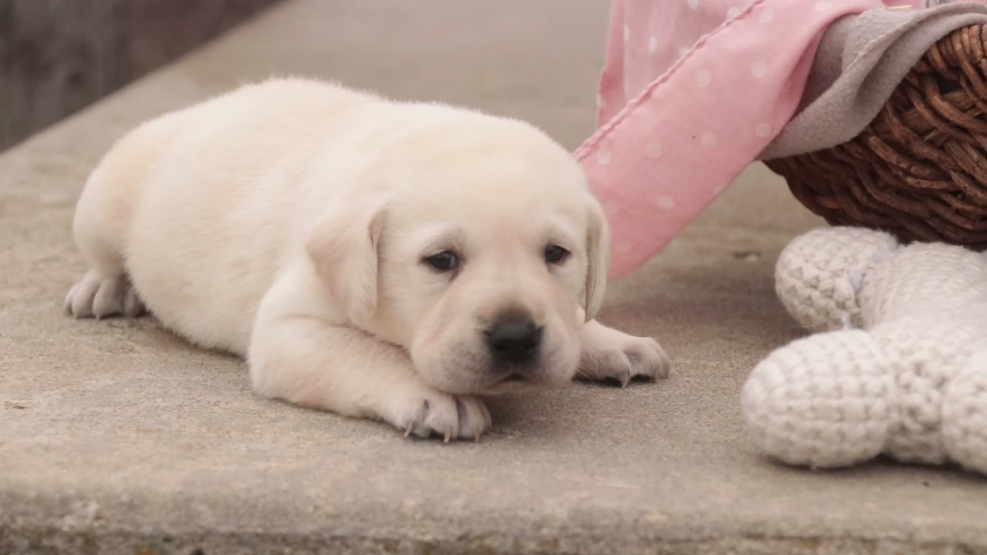Labrador Retriever dogs for sale: Shalom - Video 1