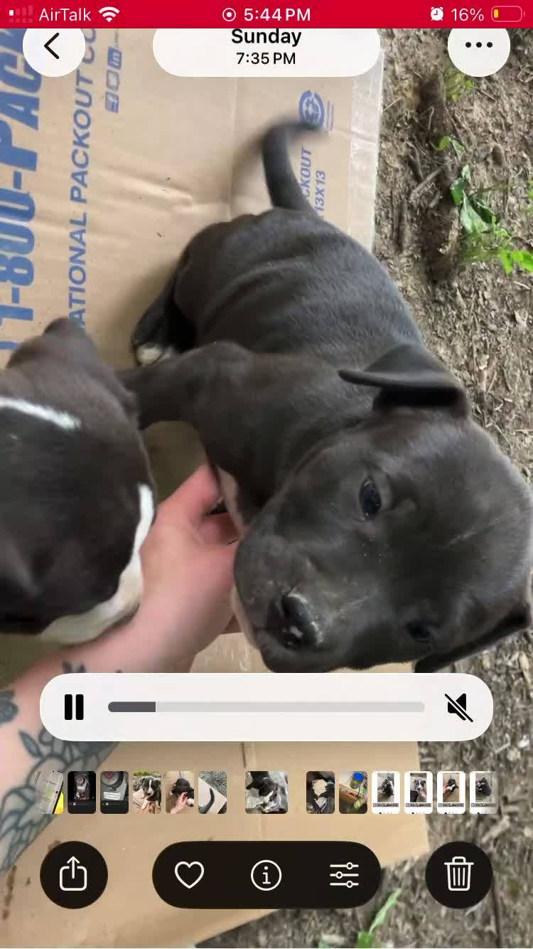 American Pit Bull Terrier dogs for sale: American Pit Bull Terrier 3 - Video 2