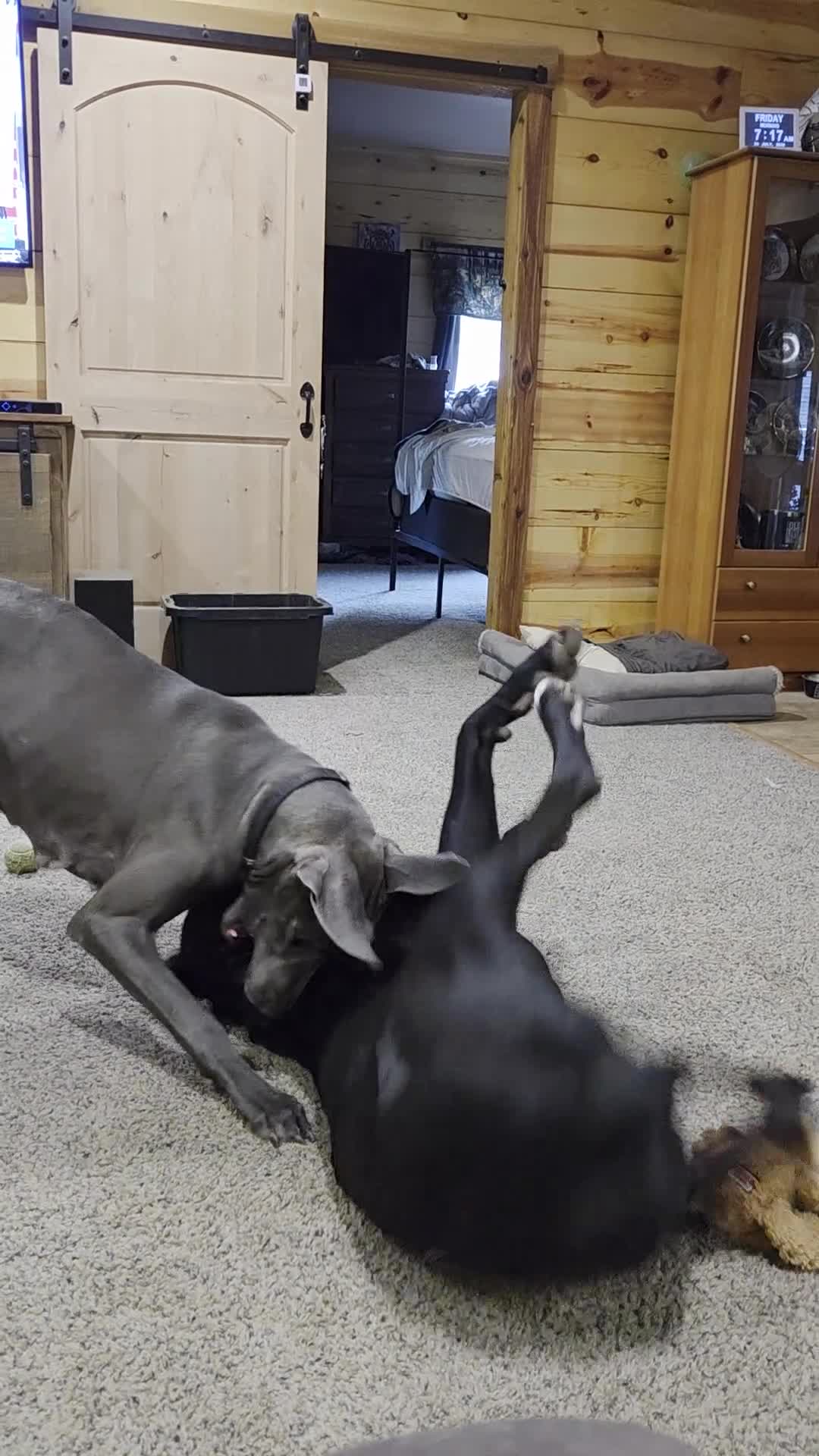 Great Dane dogs for sale: Great Dane 9 - Video 1