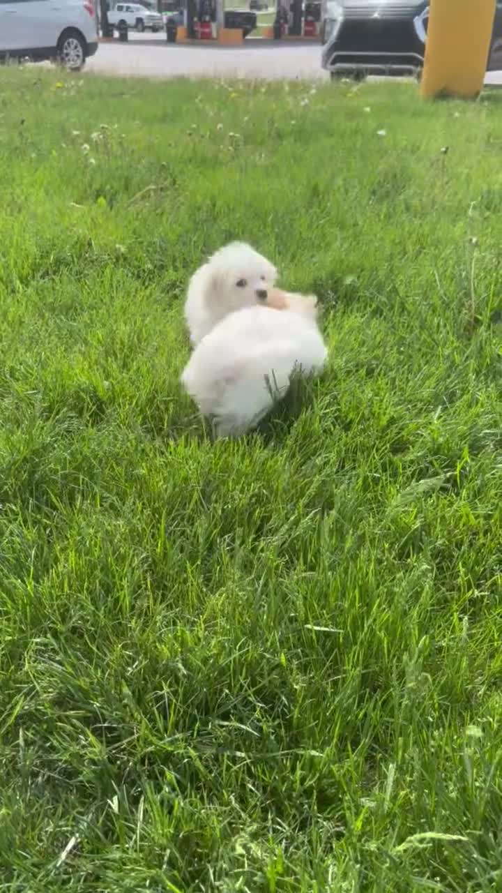 Maltipoo dogs for sale: Maltipoo Puppy 1 - Video 1