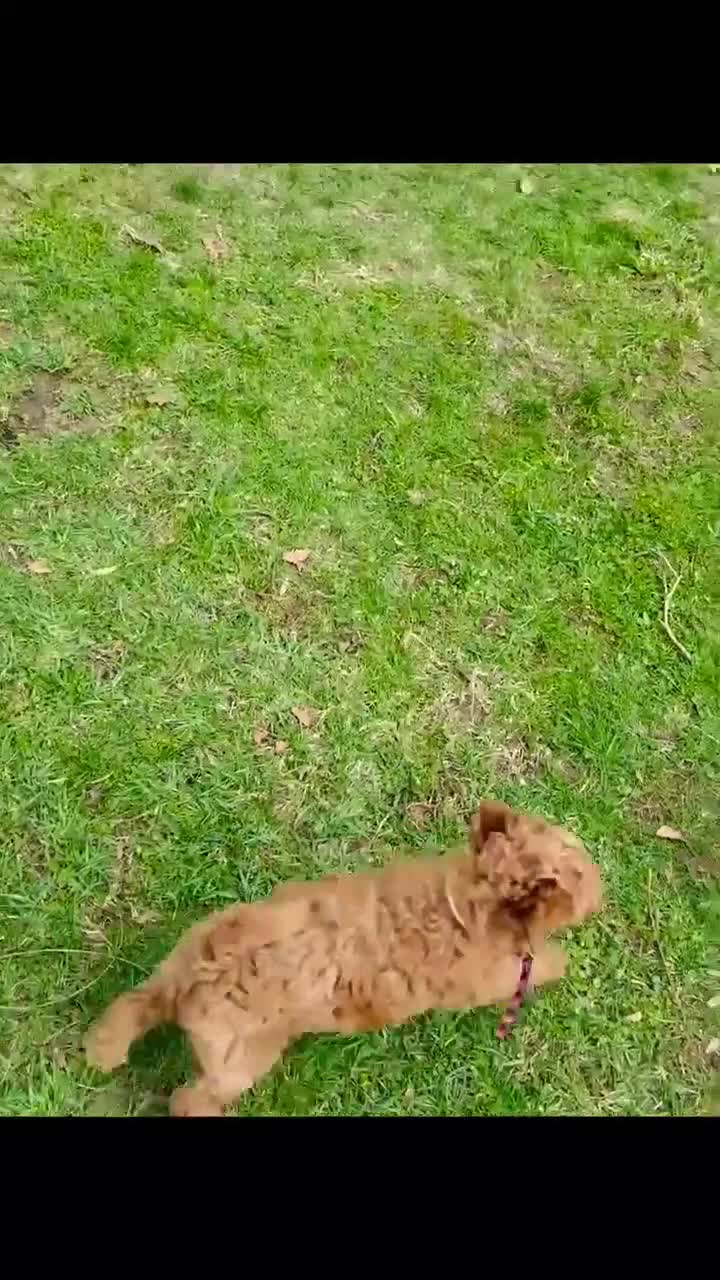 Goldendoodle dogs for sale: Turk  (Multi-gen🐕) - Video 3