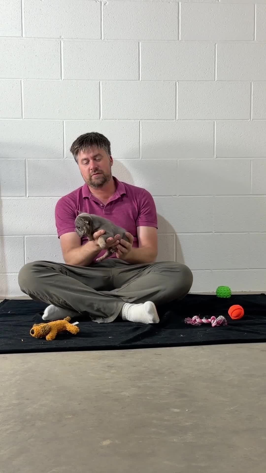 French Bulldog dogs for sale: Baxter - Video 1