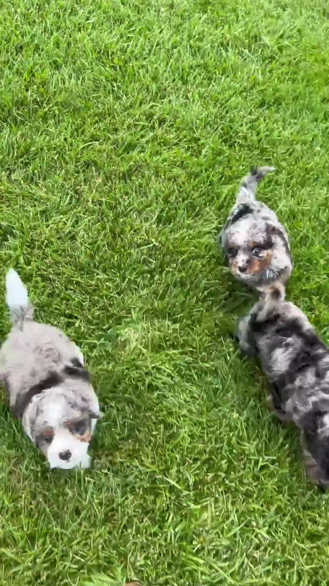 Cavapoo dogs for sale: Miles - Video 2