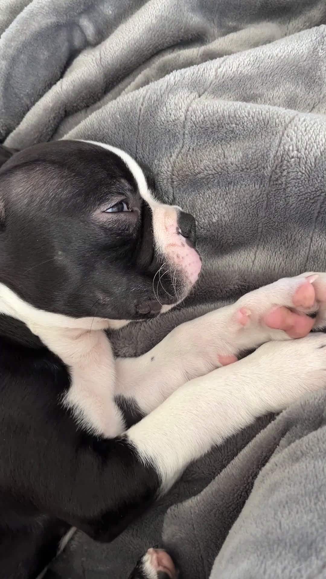 Boston Terrier dogs for sale: Boston Terrier Puppy 1 - Video 1