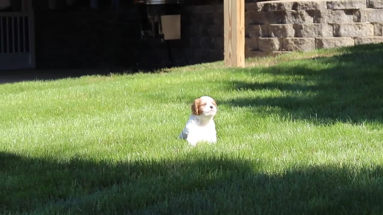 Cavapoo dogs for sale: Ingrid - Video 2