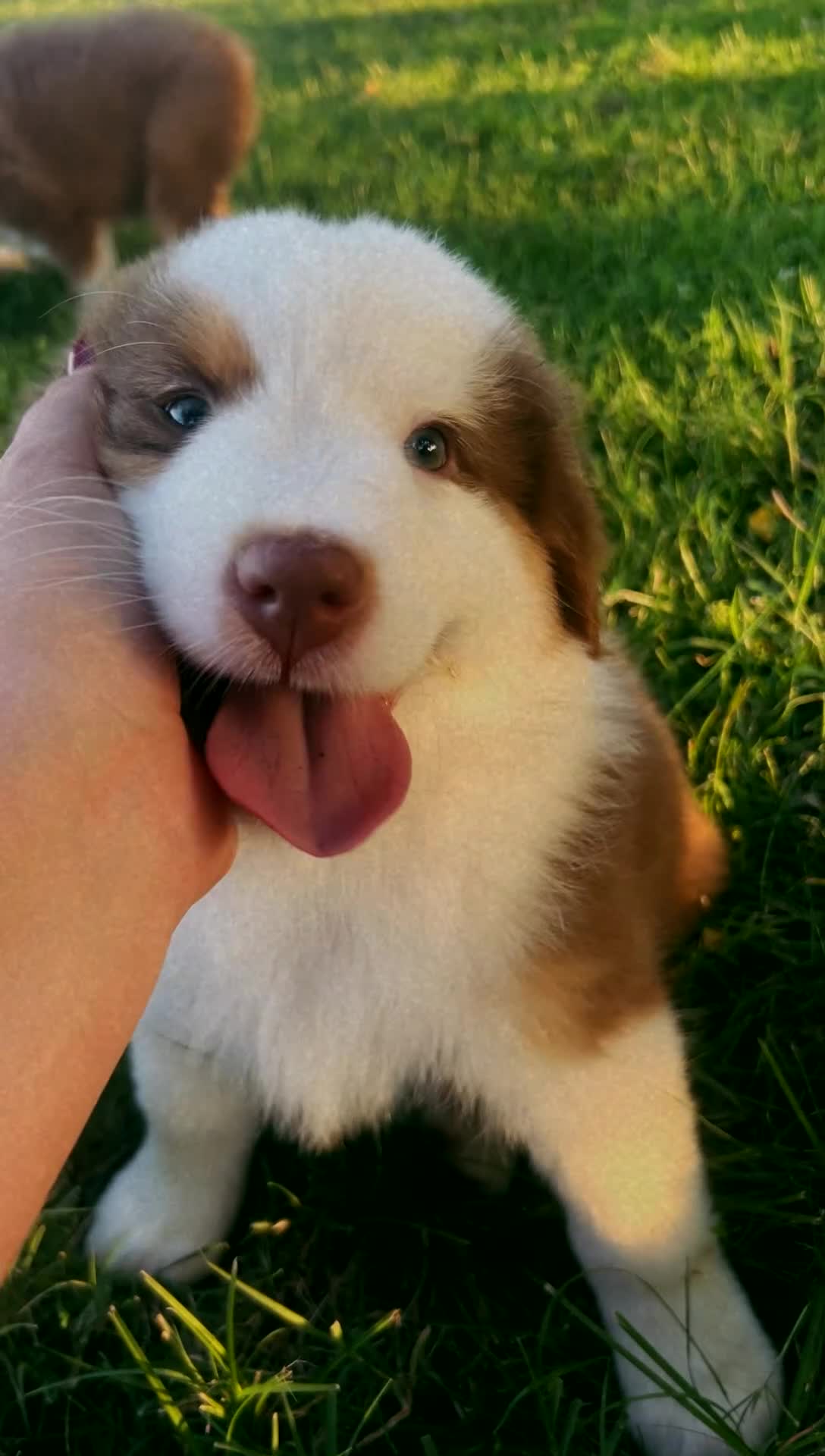 Australian Shepherd dogs for sale: “Millie” Red Tri Female  - Video 2
