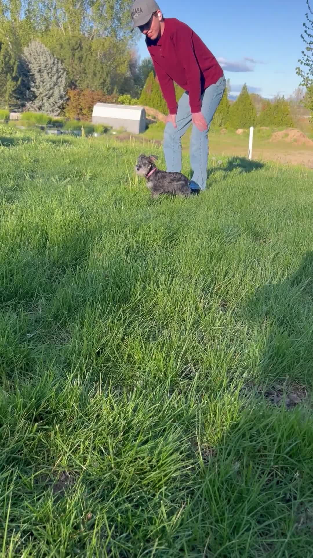 Miniature Schnauzer dogs for sale: Chloe - Video 1