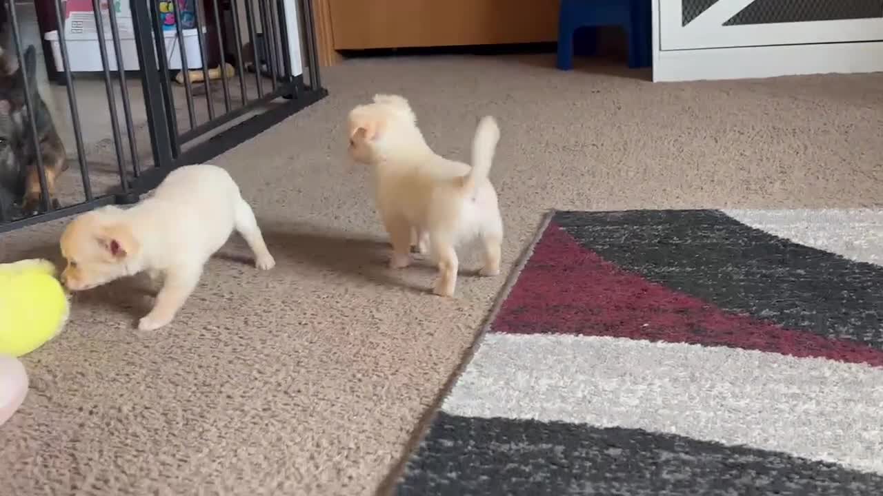 Chihuahua dogs for sale: Chihuahua Puppy 1 - Video 1