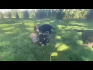 German Shepherd dogs for sale: Kasey - Video 1