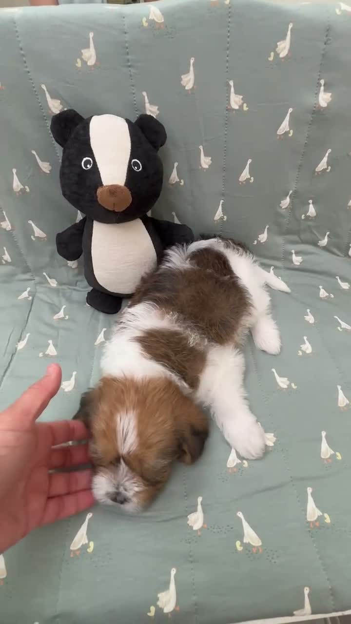 Mixed Breed dogs for sale: 🐶Teddy Bear Blue💙 - Video 2