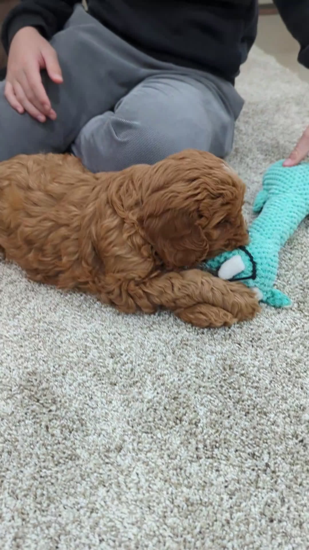 Cavapoo dogs for sale: Bellie  - Video 1