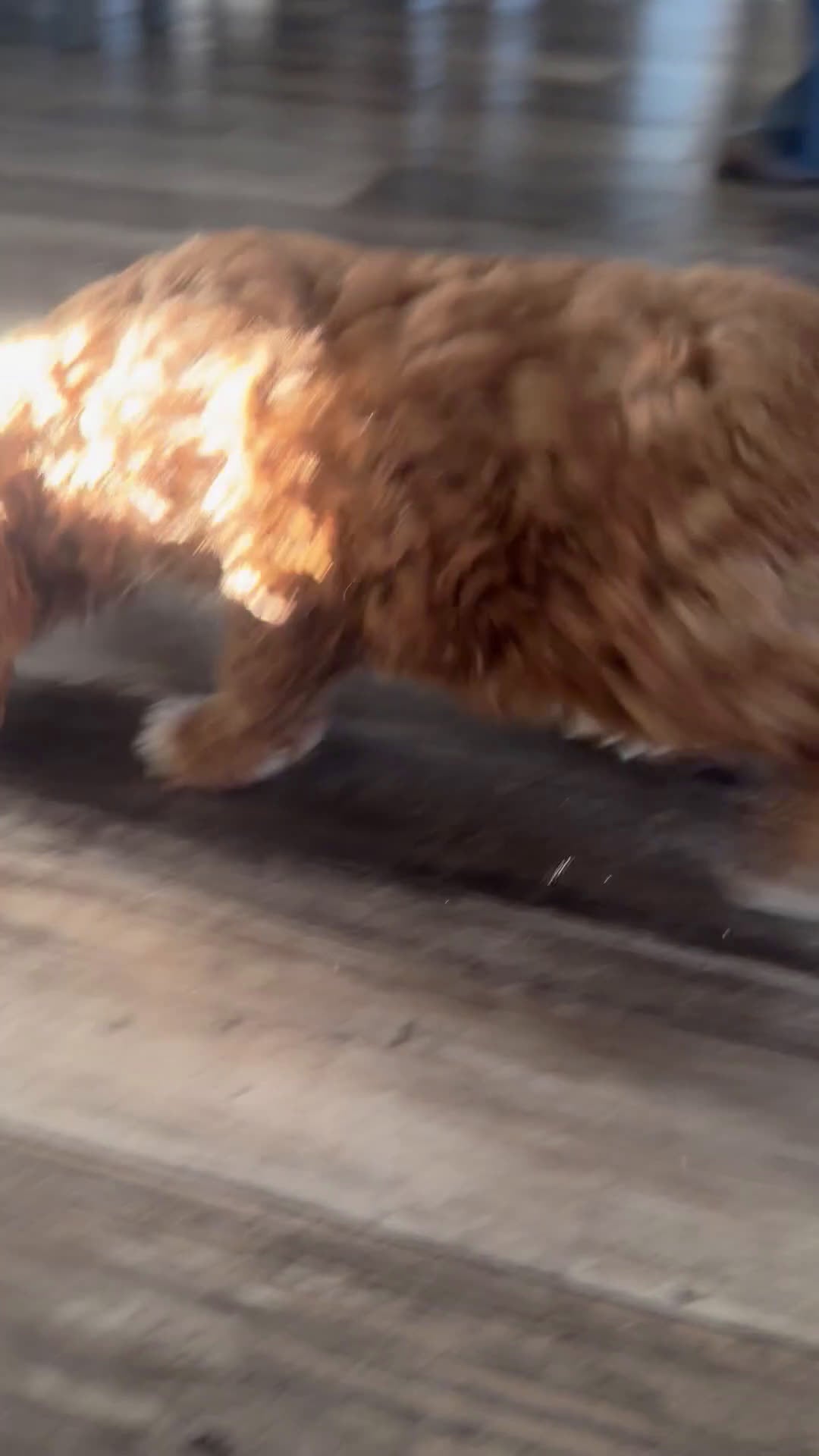 Cavapoo dogs for sale: Ace - Video 1