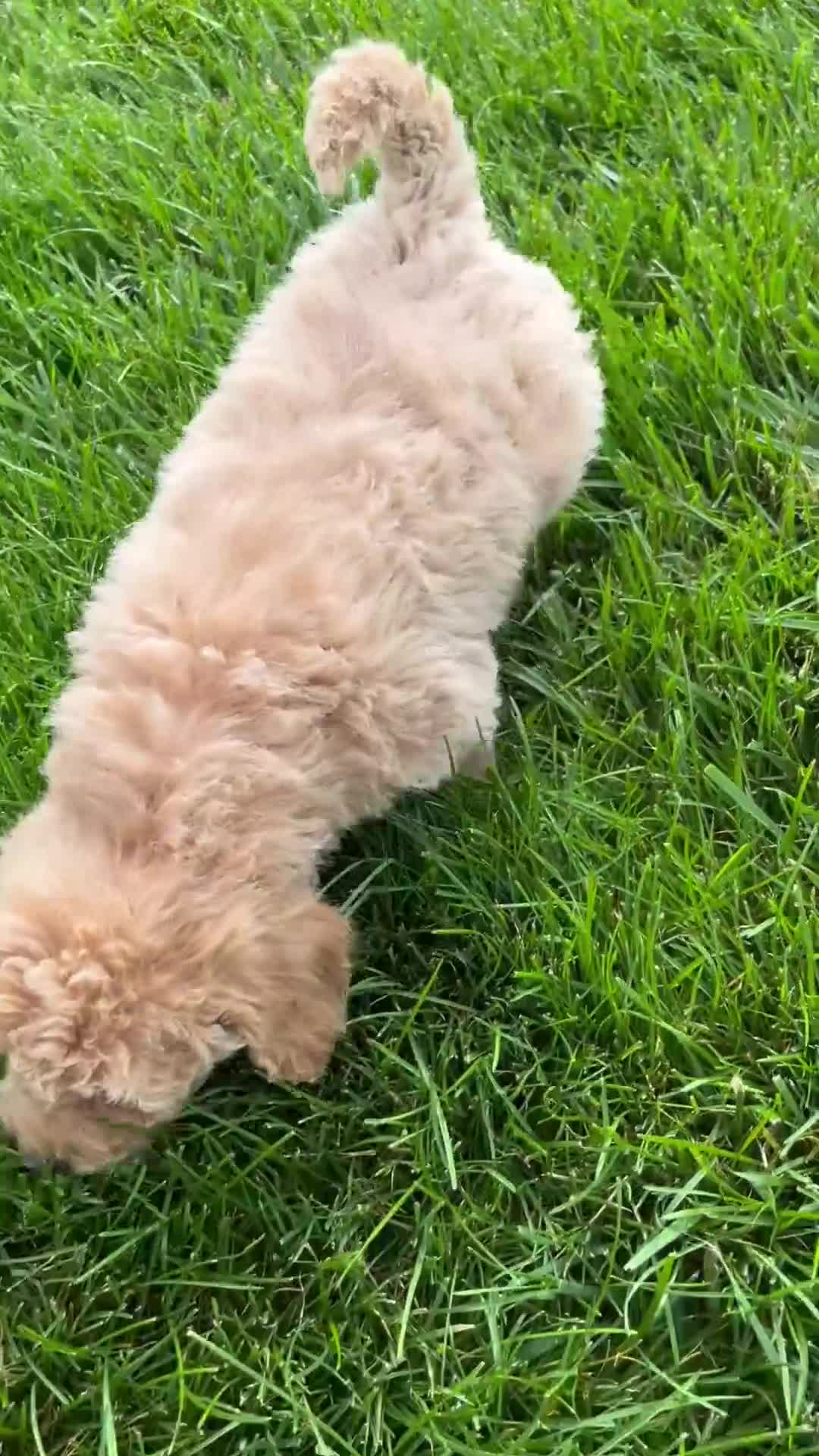 Miniature Labradoodle dogs for sale: Kate - Video 7