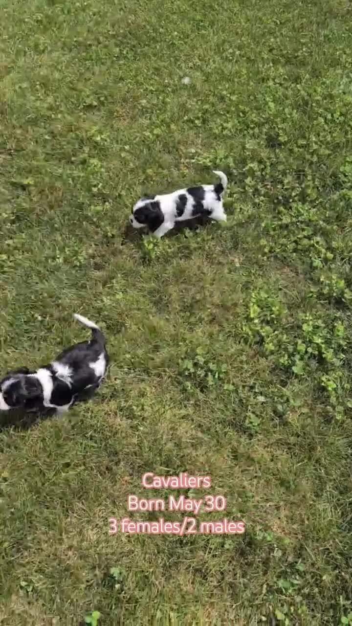 Cavalier King Charles Spaniel dogs for sale: Izzy - Video 3