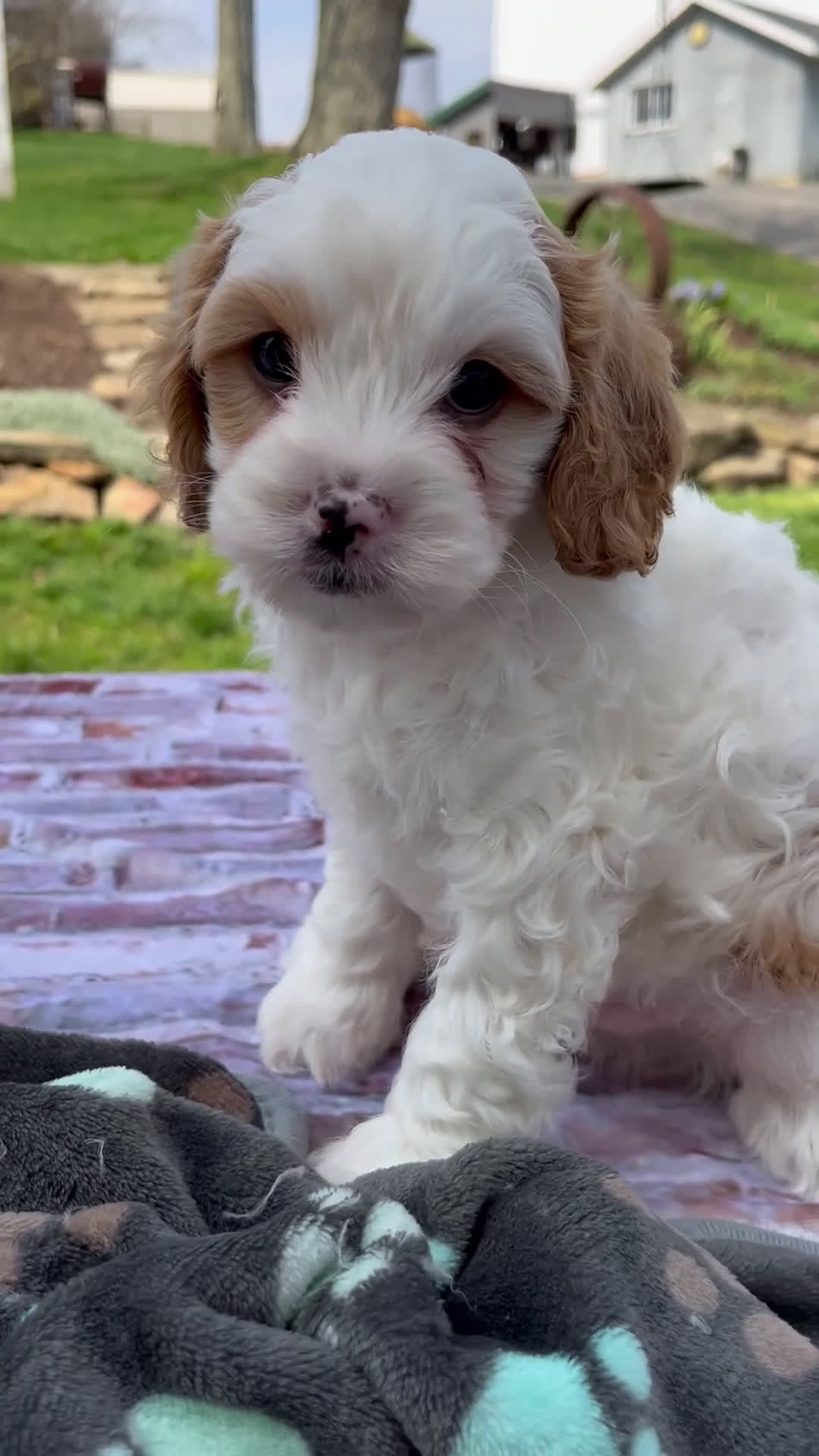 Cavapoo dogs for sale: Leo - Video 1