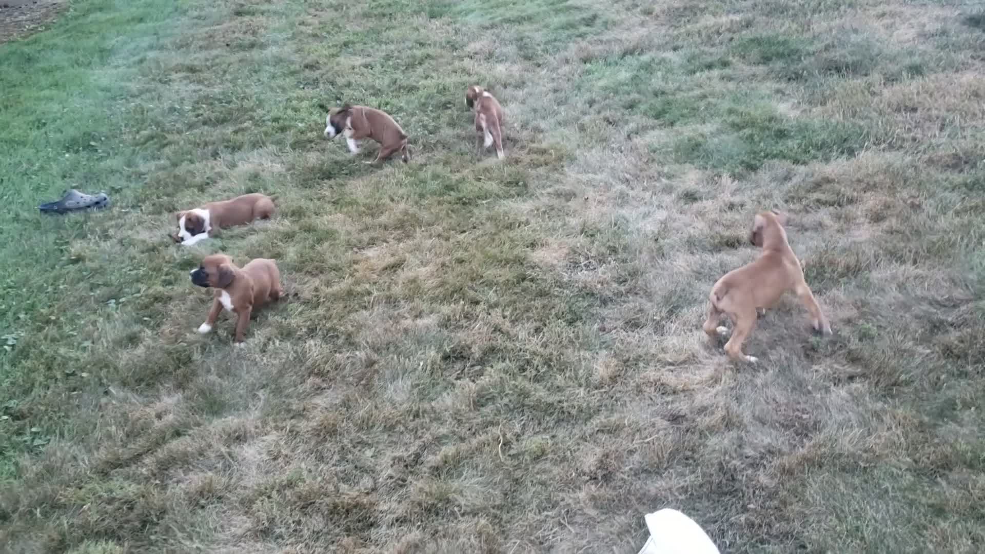 Boxer dogs for sale: Roxy - Video 1