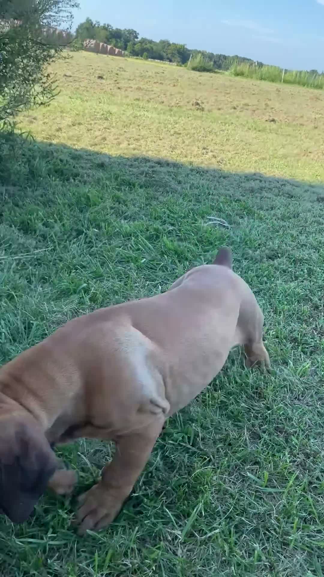 South African Boerboels dogs for sale: South African Boerboels 1 - Video 1