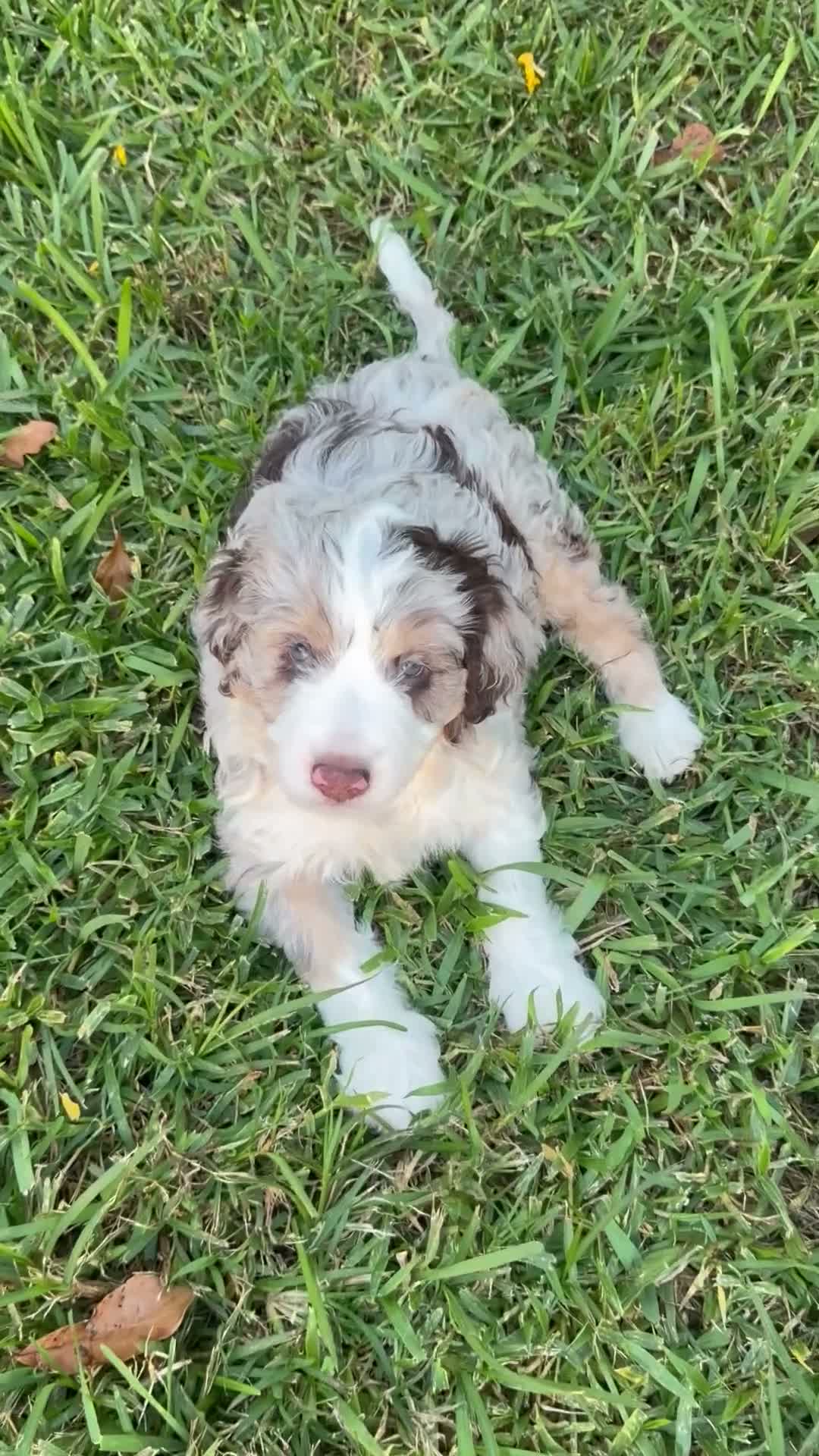 Aussiedoodle dogs for sale: Aussiedoodle 5 - Video 1