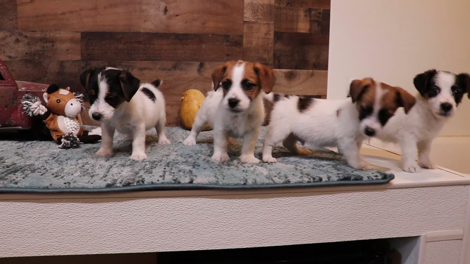 Jack Russell Terrier dogs for sale: Wayne Shorty male with red head - Video 1