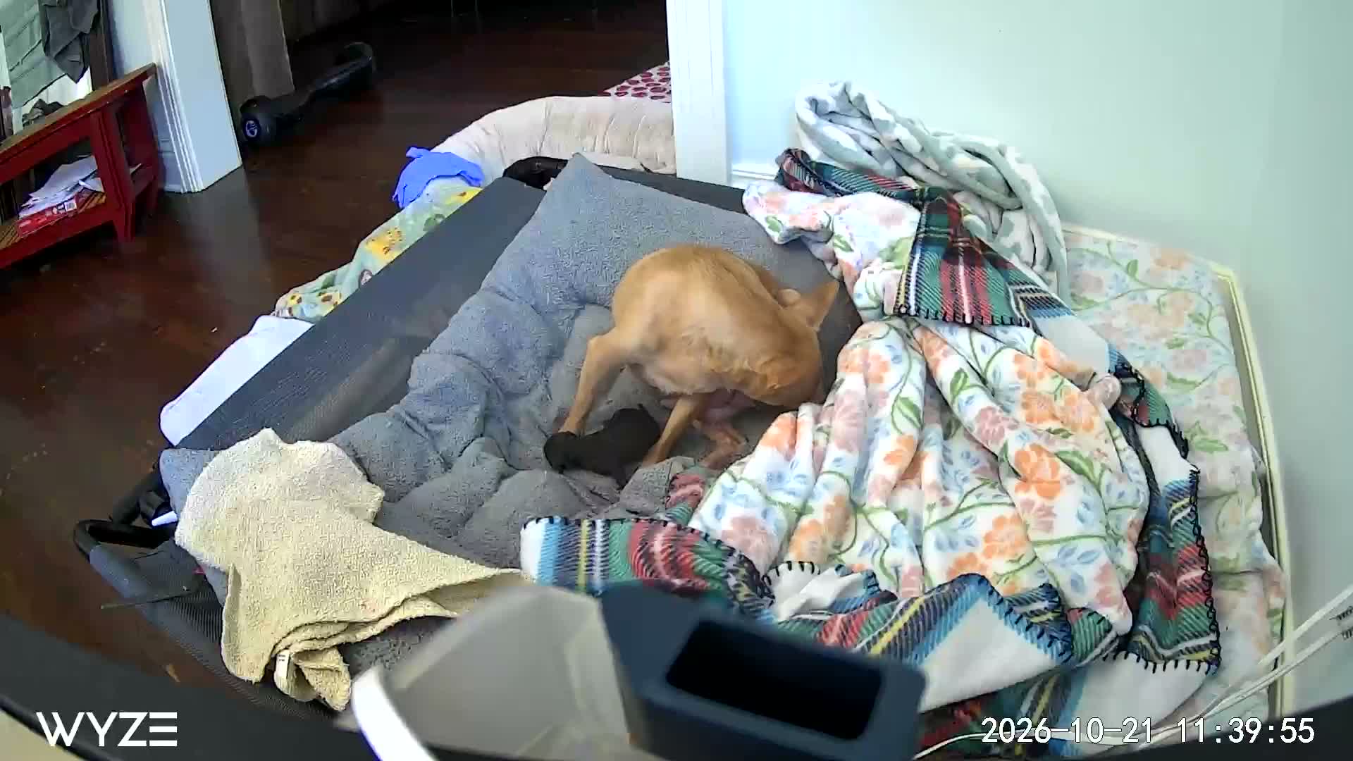 Chihuahua dogs for sale: Chihuahua 1 - Video 1