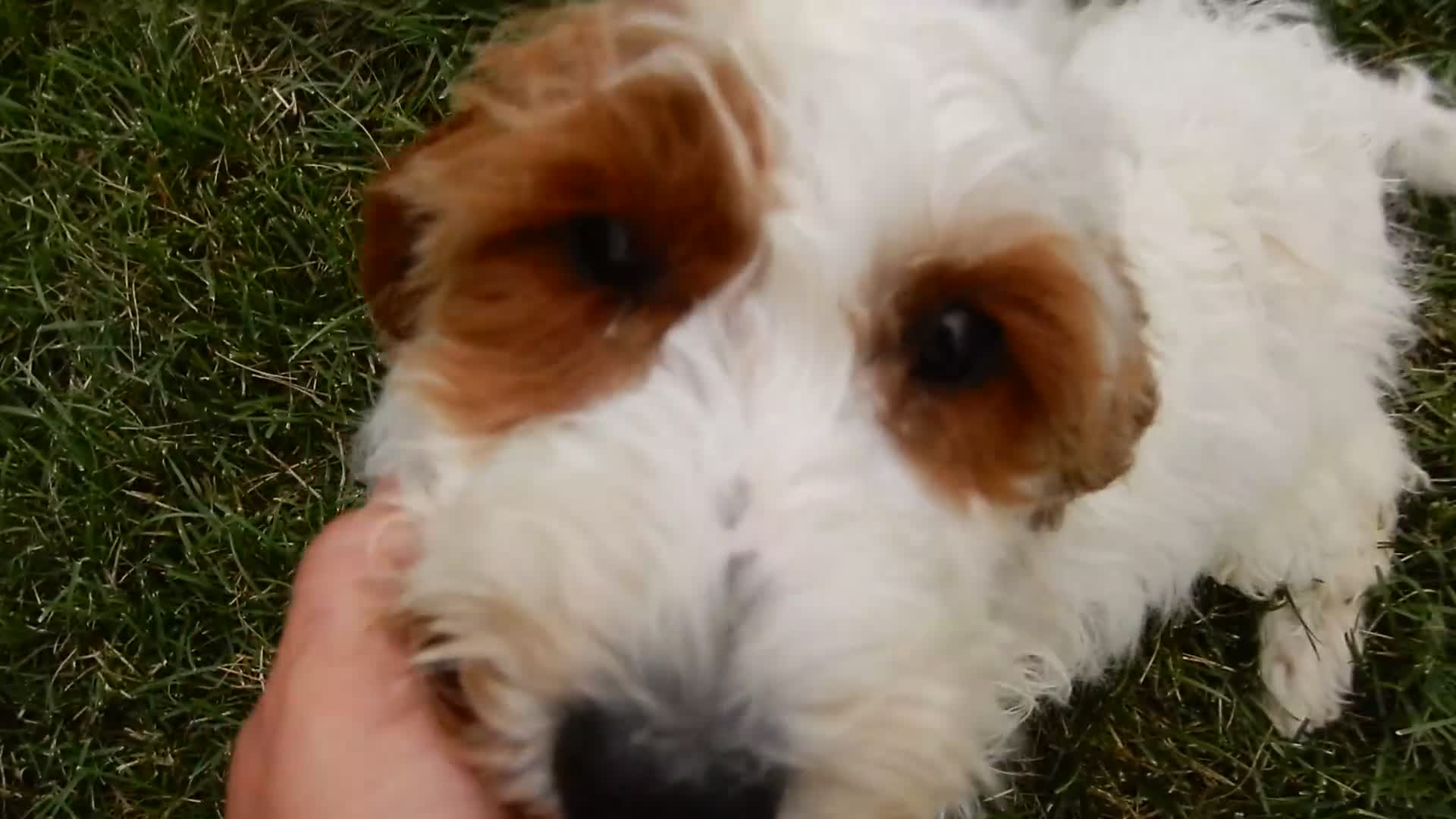Mini Goldendoodle dogs for sale: Princess-MEDIUM - Video 1