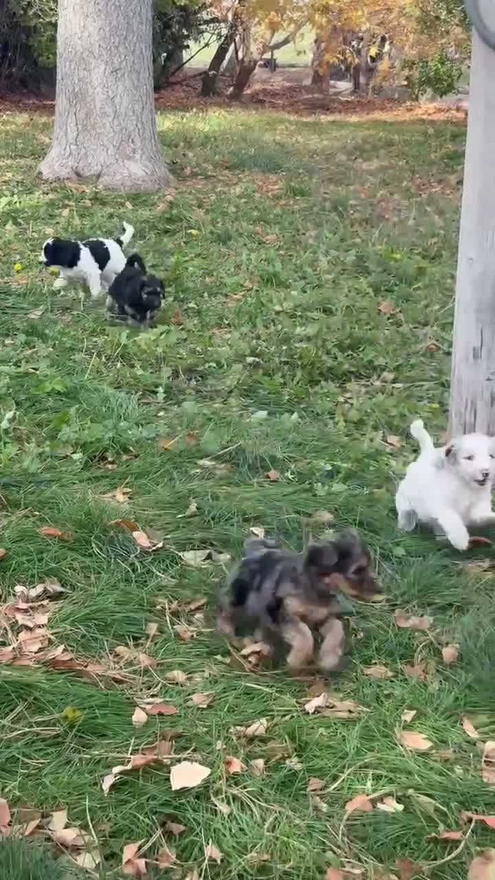 Mixed Breed dogs for sale: Loren – Grey & White Small Merle Female Mini Bernedoodle | Happy & Social | 25–30 lbs - Video 4