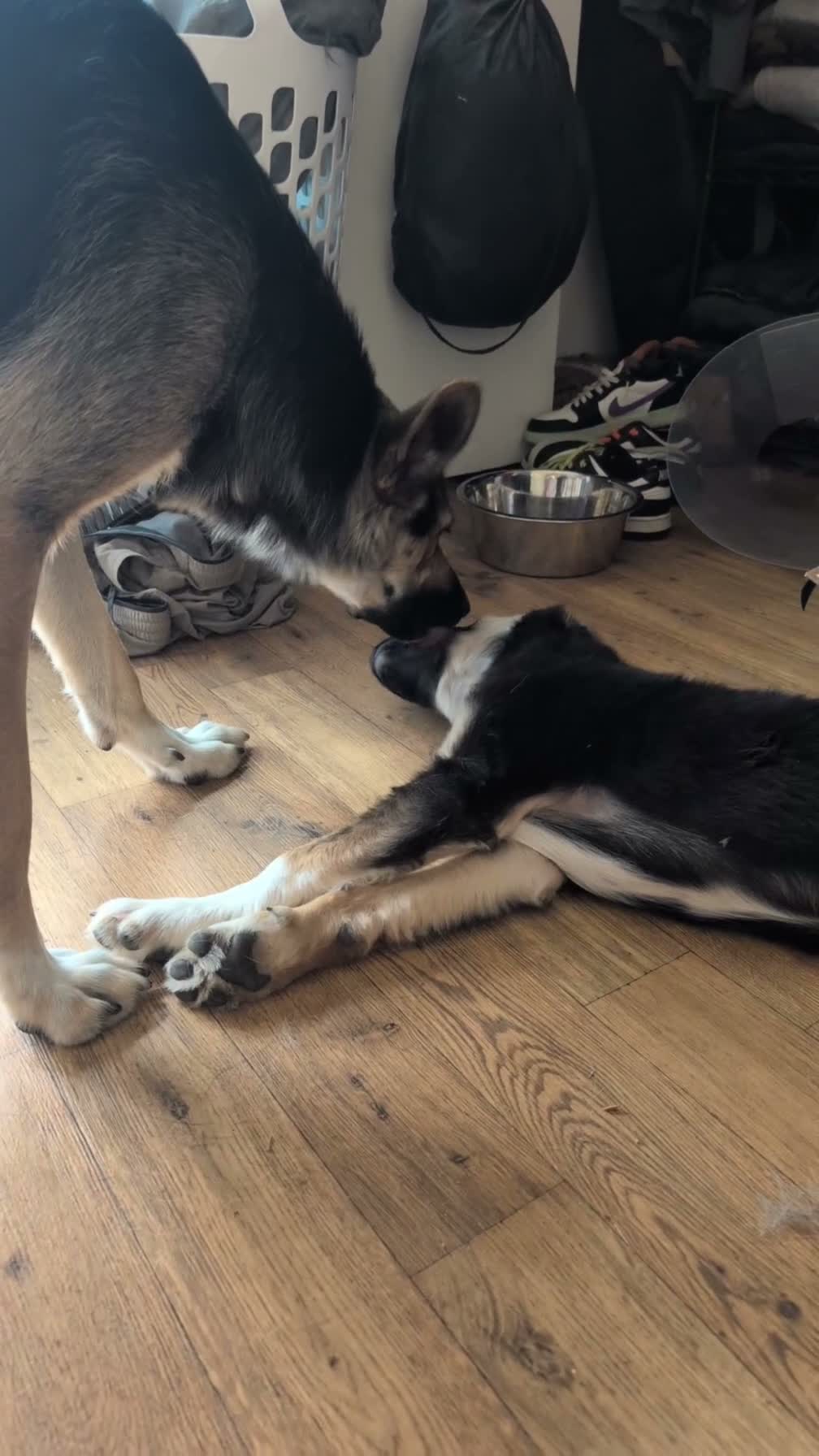 Mixed Breed dogs for sale: Zero  - Video 1