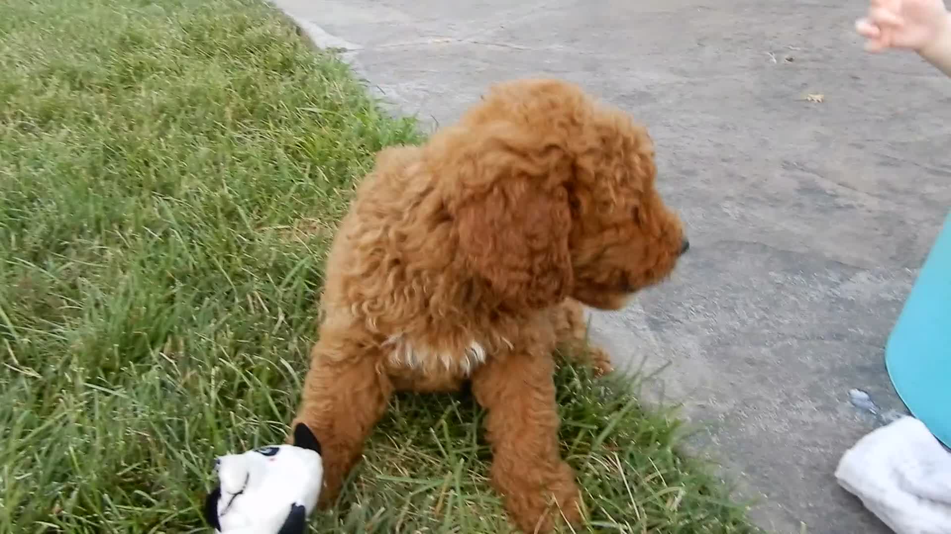 Mini Goldendoodle dogs for sale: Chase - Video 1