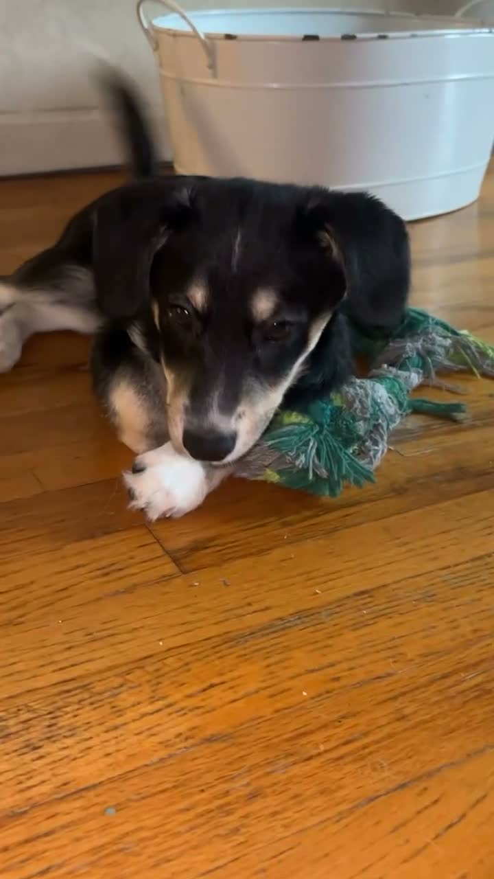 Mixed Breed dogs for sale: Chiquis - Video 2