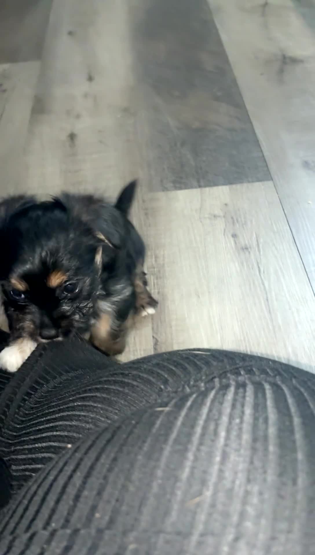 Mixed Breed dogs for sale: Tuffy - Video 1