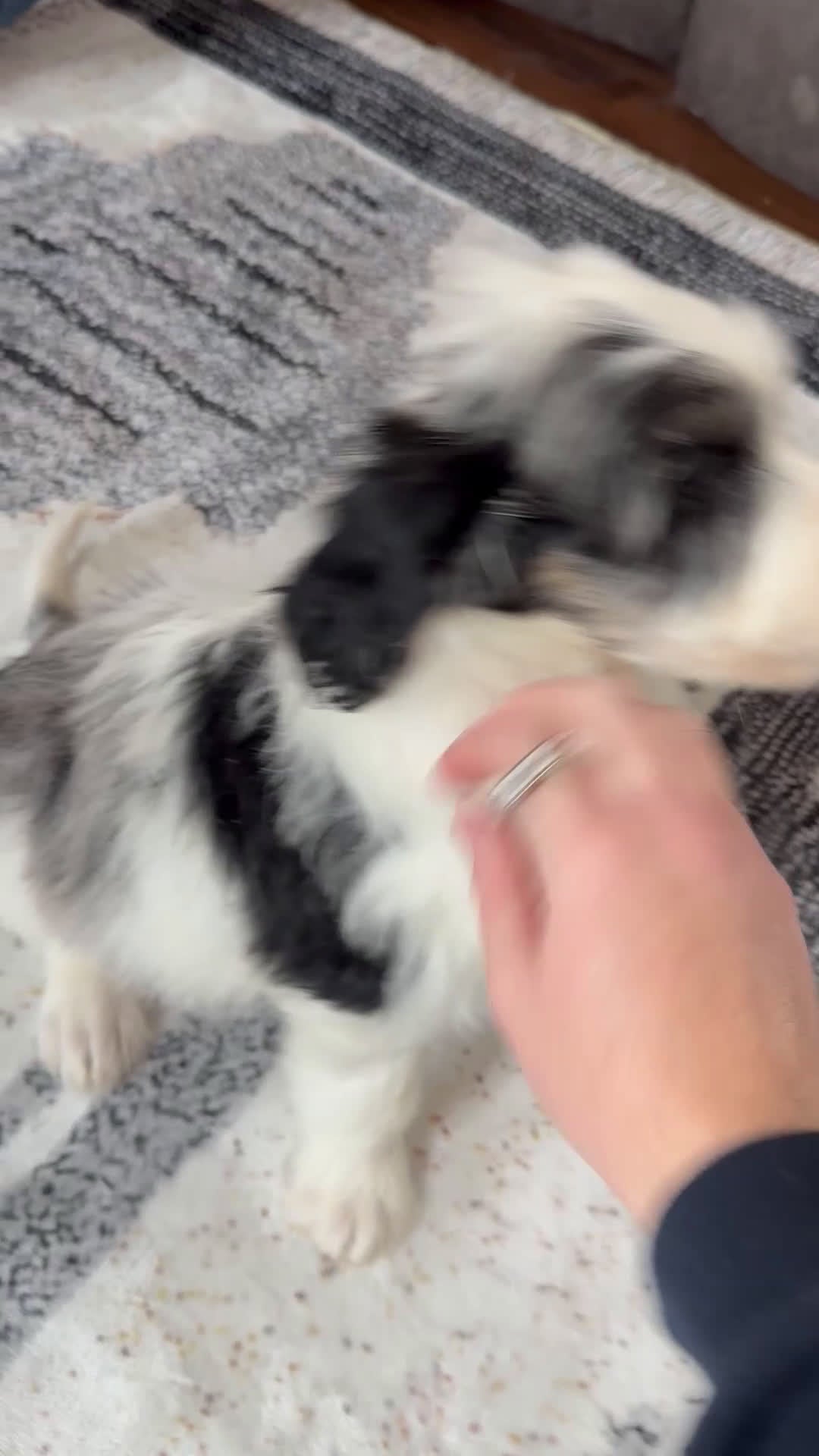 Aussiedoodle dogs for sale: Crown - Standard F1 - Video 2