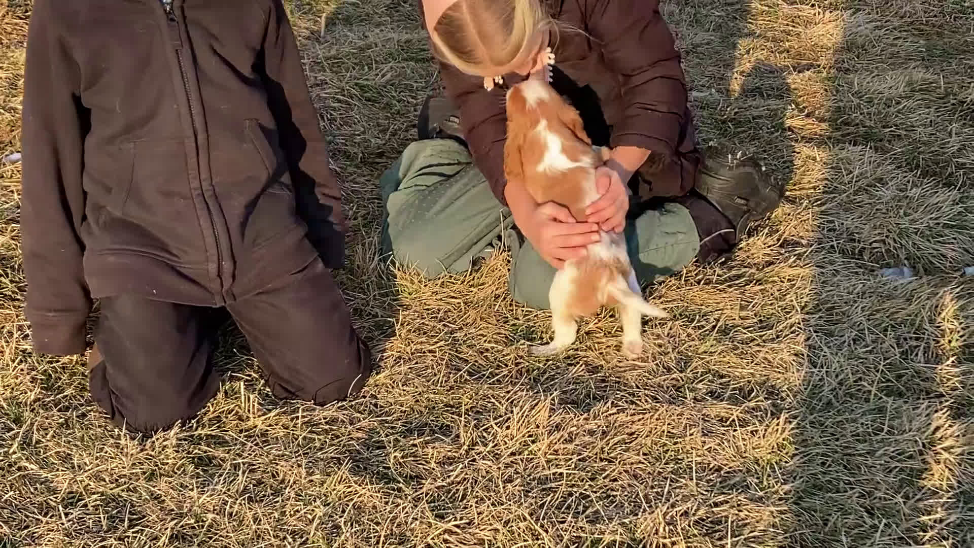 Cavalier King Charles Spaniel dogs for sale: Moonlight - Video 5