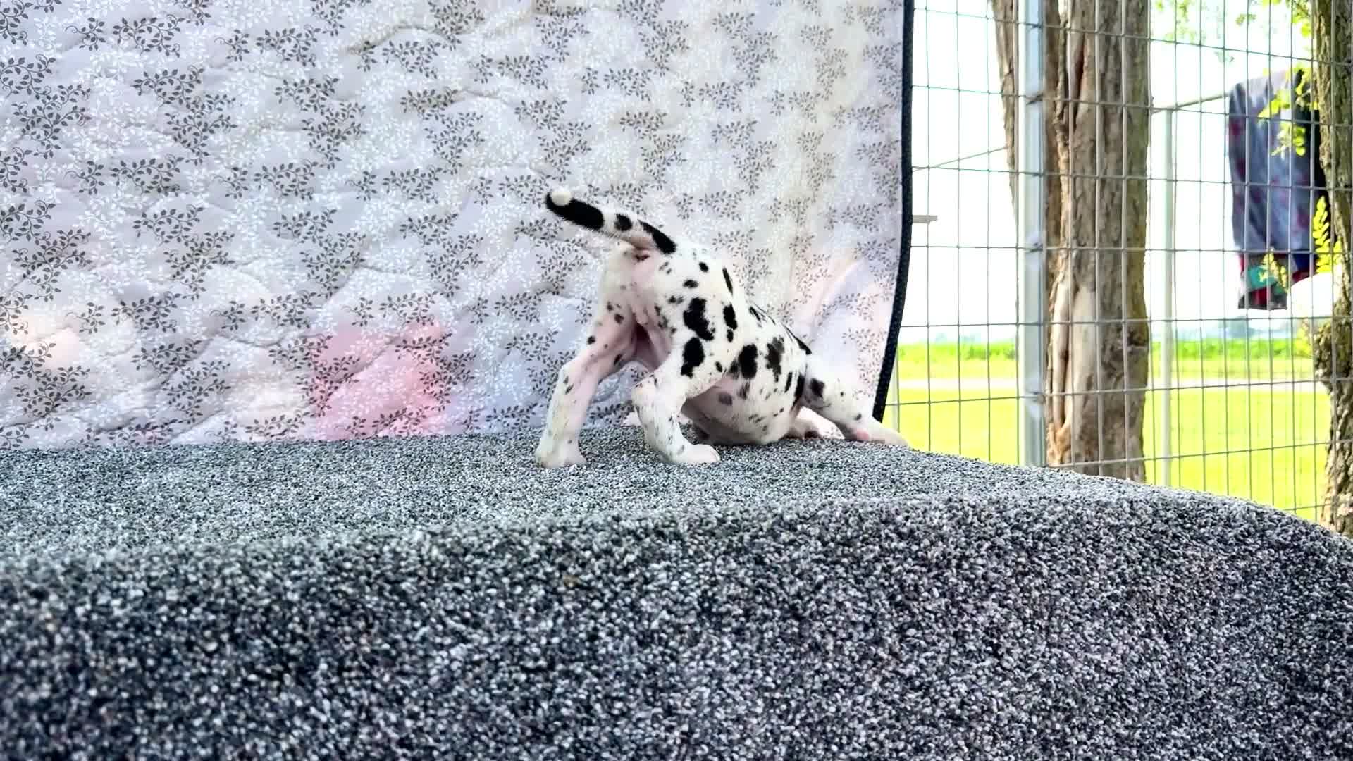 Great Dane dogs for sale: Alex - Video 1