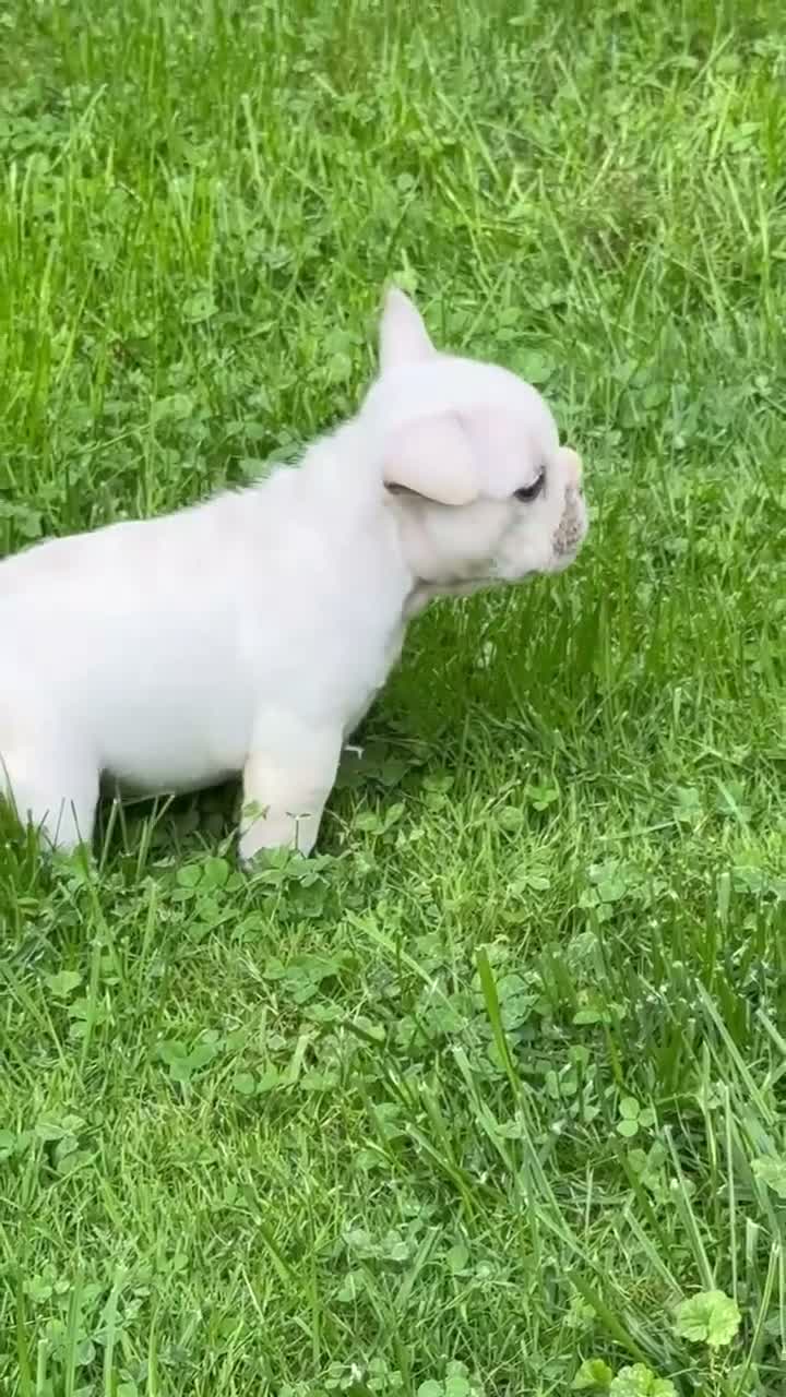 French Bulldog dogs for sale: French Bulldog 1 - Video 2