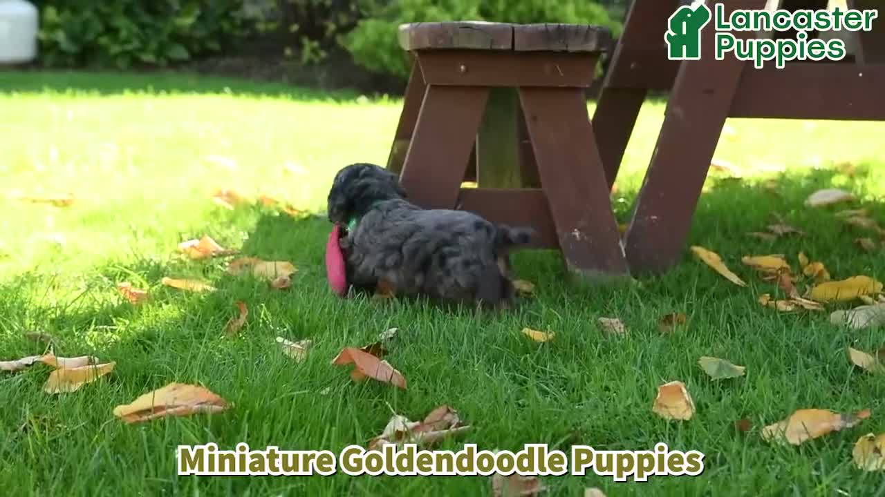 Mini Goldendoodle dogs for sale: Piper - Video 1