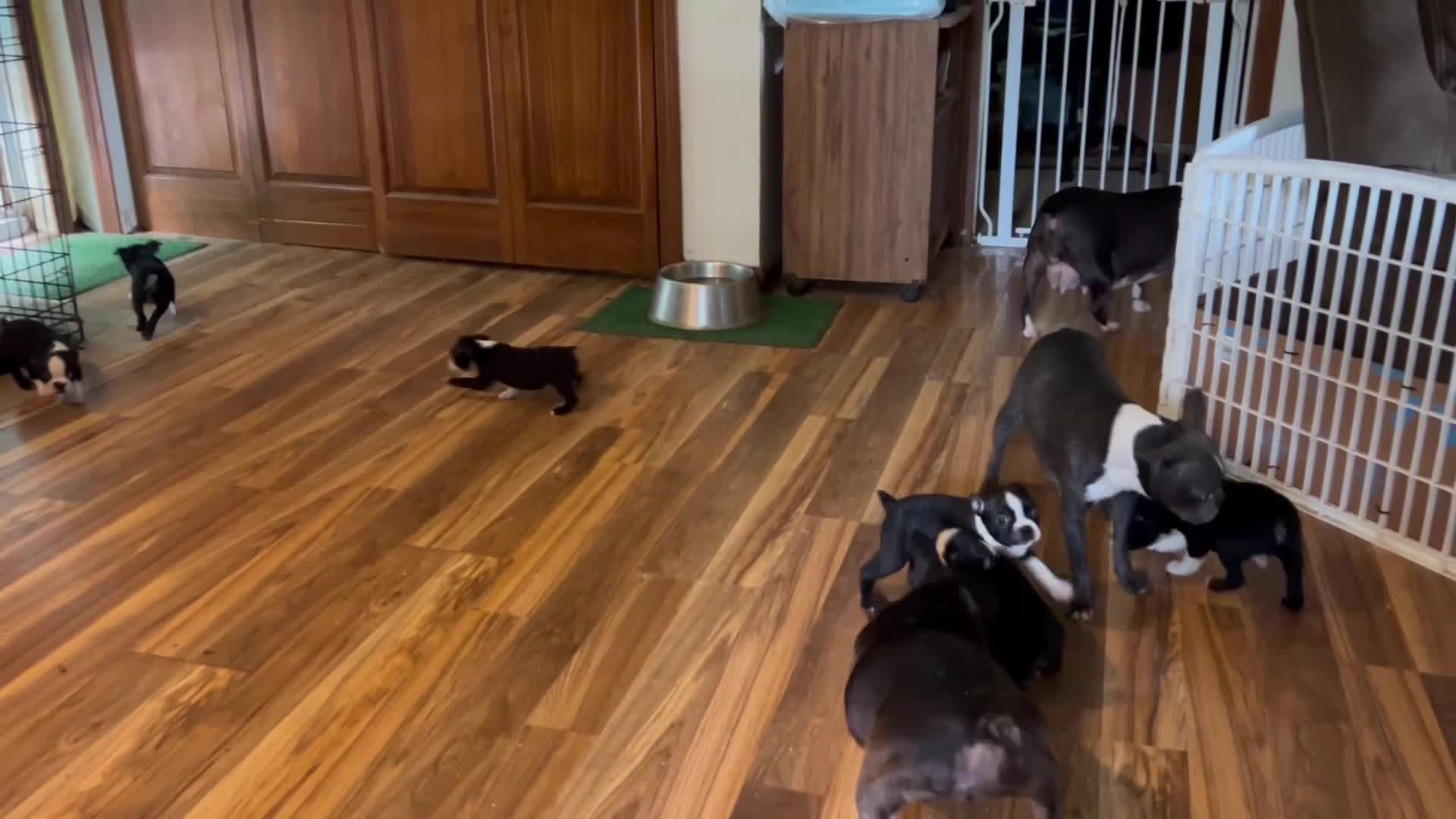 Boston Terrier dogs for sale:  Willow - Video 1