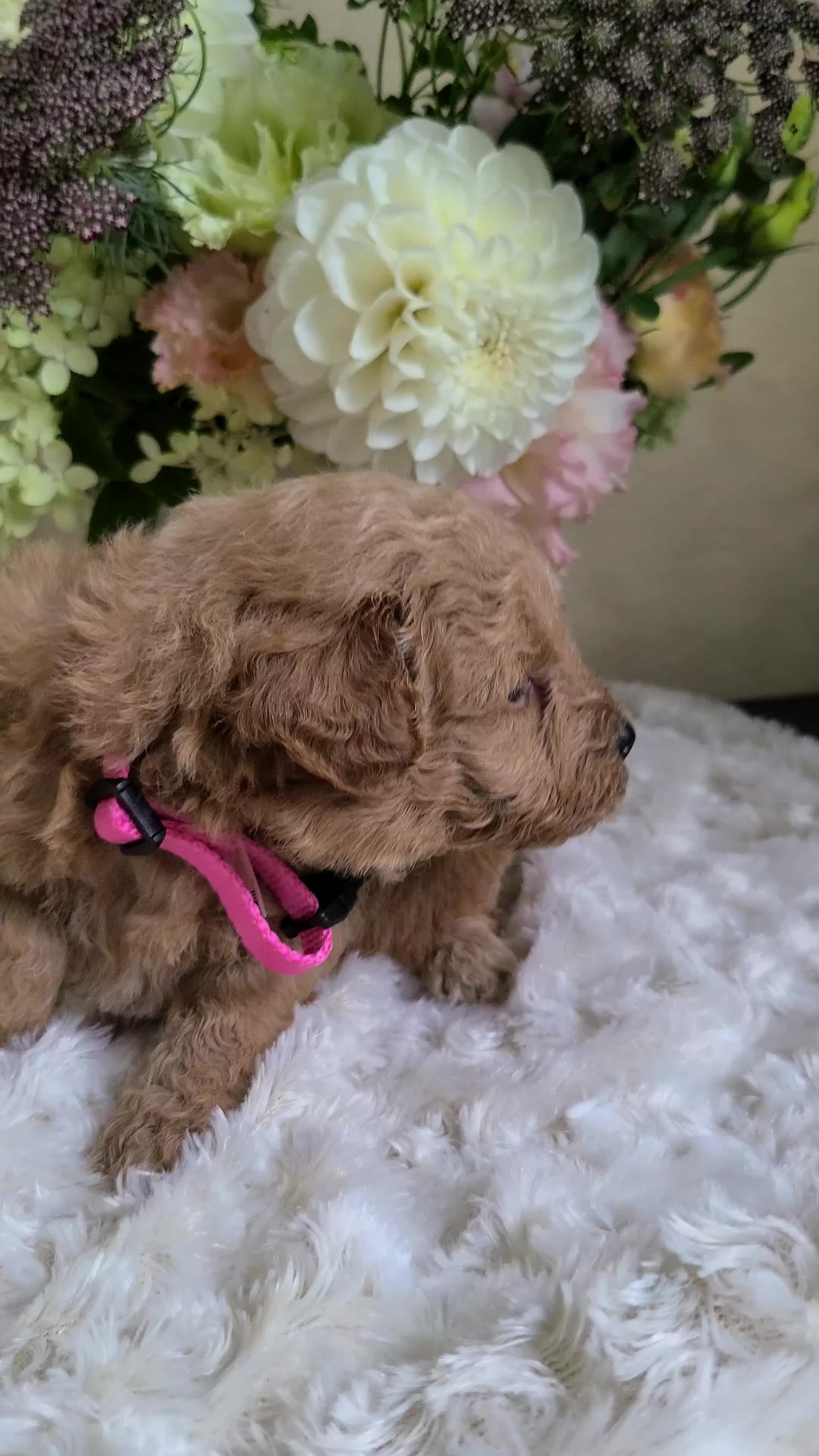 Mini Goldendoodle dogs for sale: Inez - Video 2