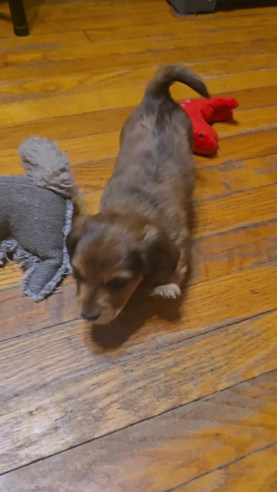 Miniature Dachshund dogs for sale: Deuce - Video 1