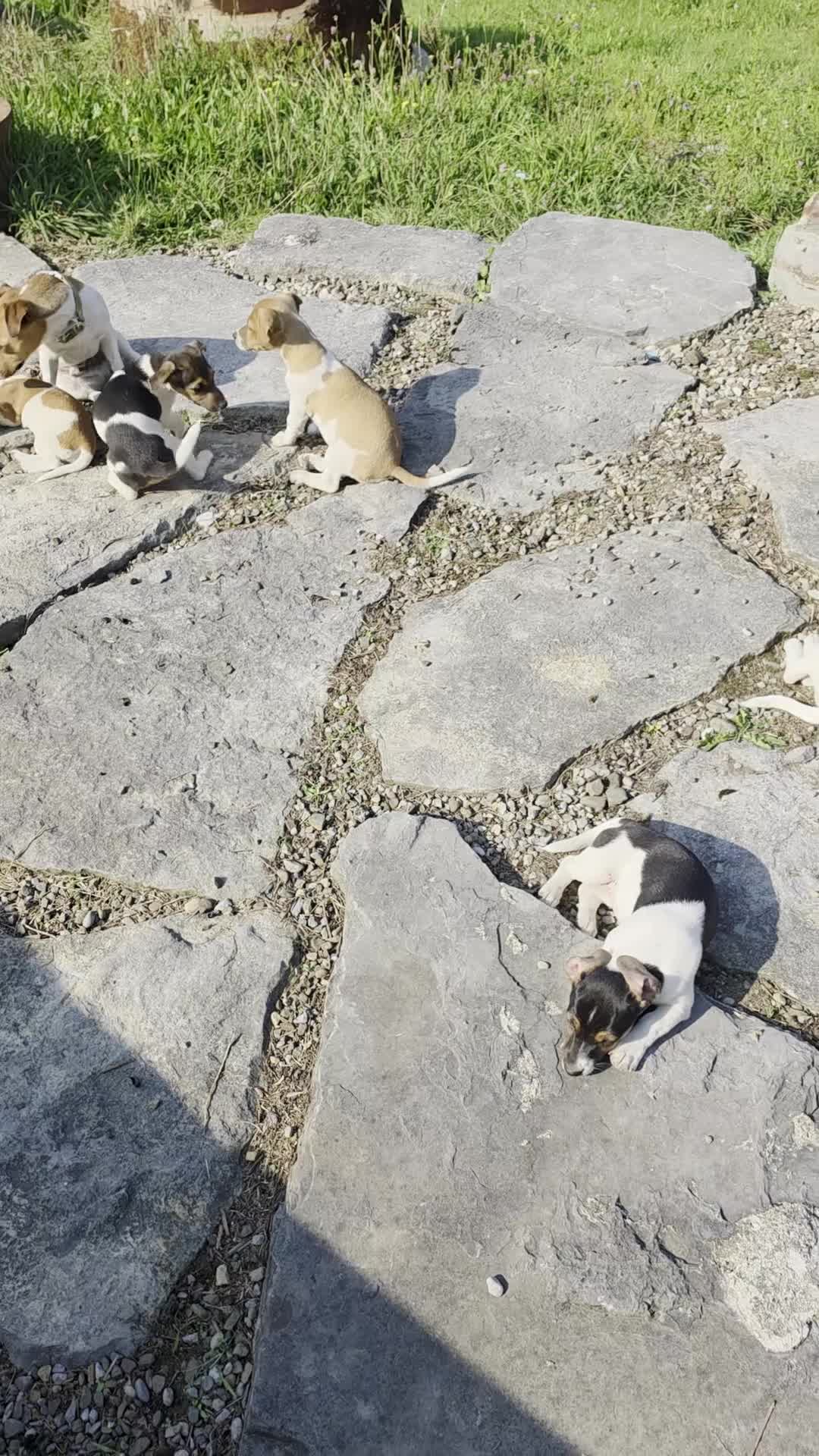 Jack Russell Terrier dogs for sale: Jack Russell Terrier 4 - Video 1