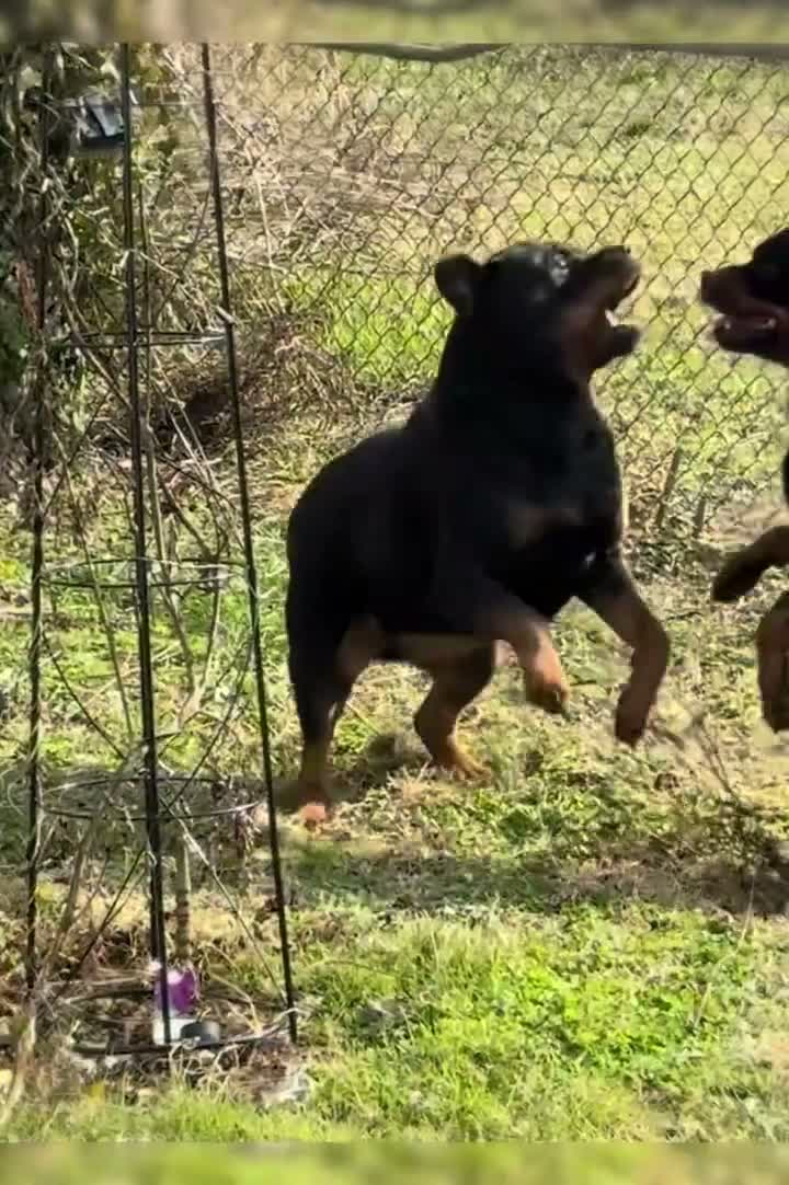 Rottweiler dogs for sale: Rottweiler 2 - Video 2