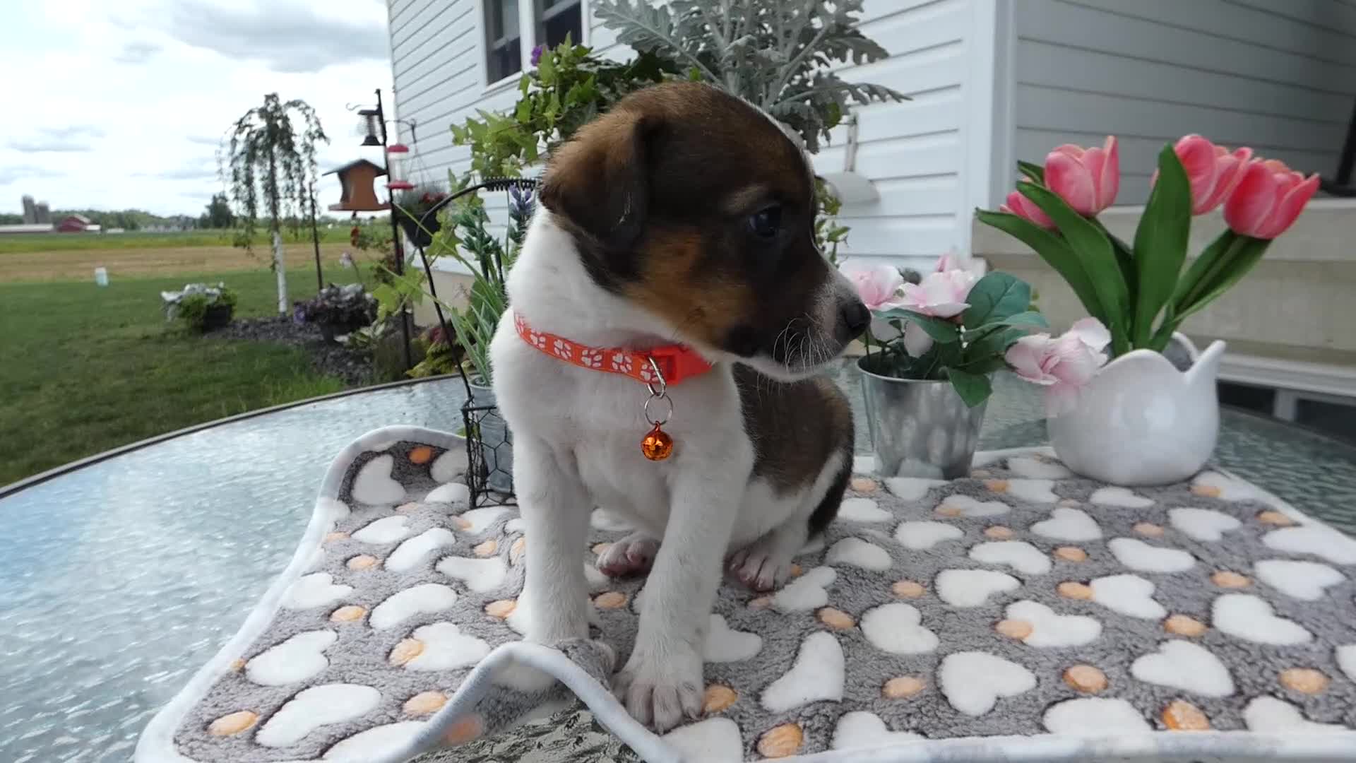 Mixed Breed dogs for sale: Mixed Breed 4 Drew - Video 1