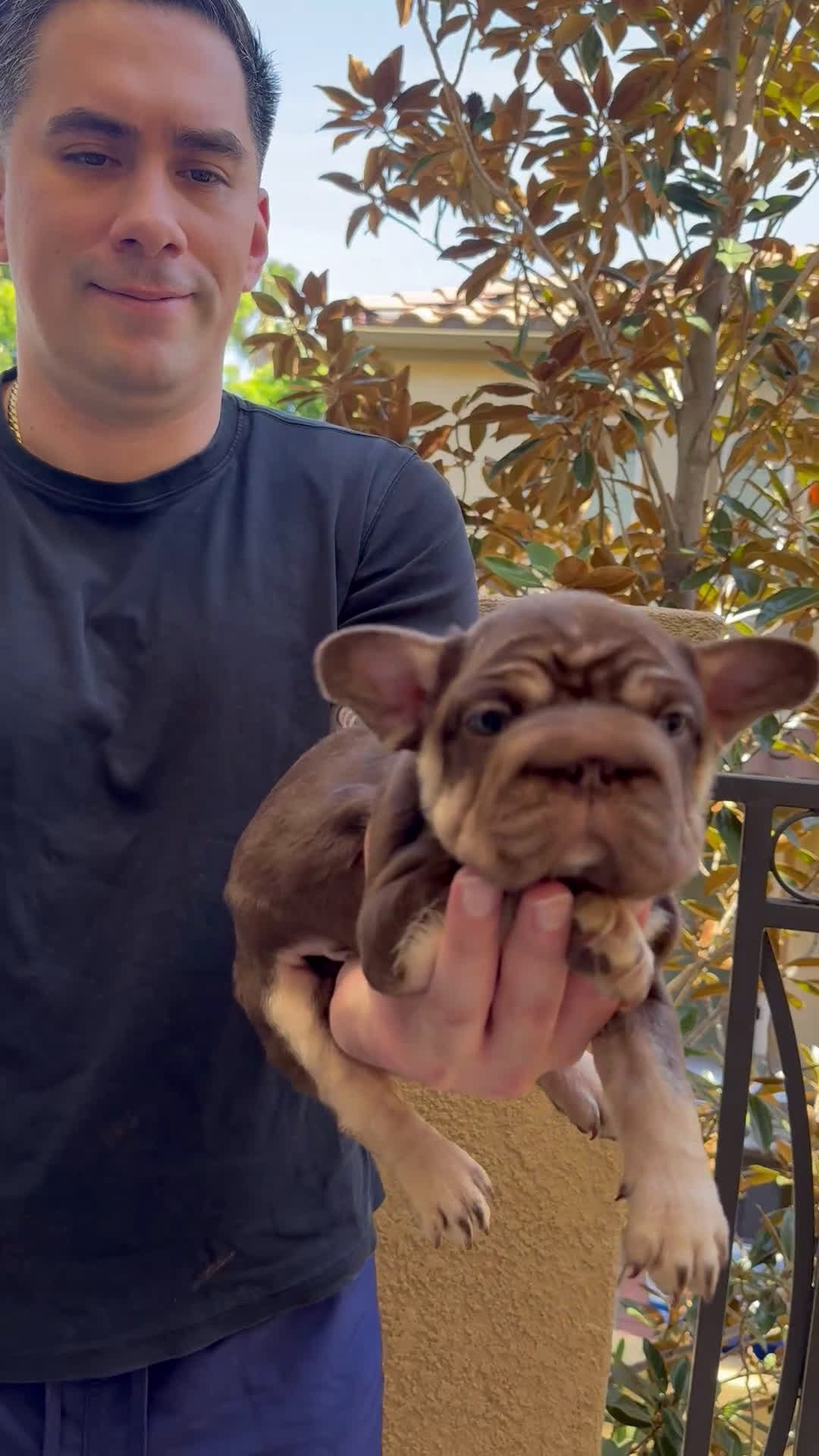French Bulldog dogs for sale: Nayrobi French Bulldog Puppy female - Video 1