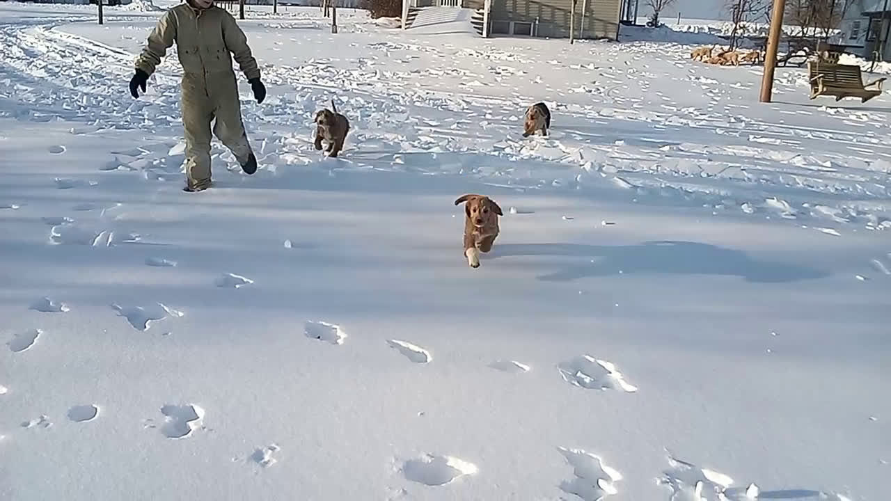 Mixed Breed dogs for sale: Blackie  - Video 2