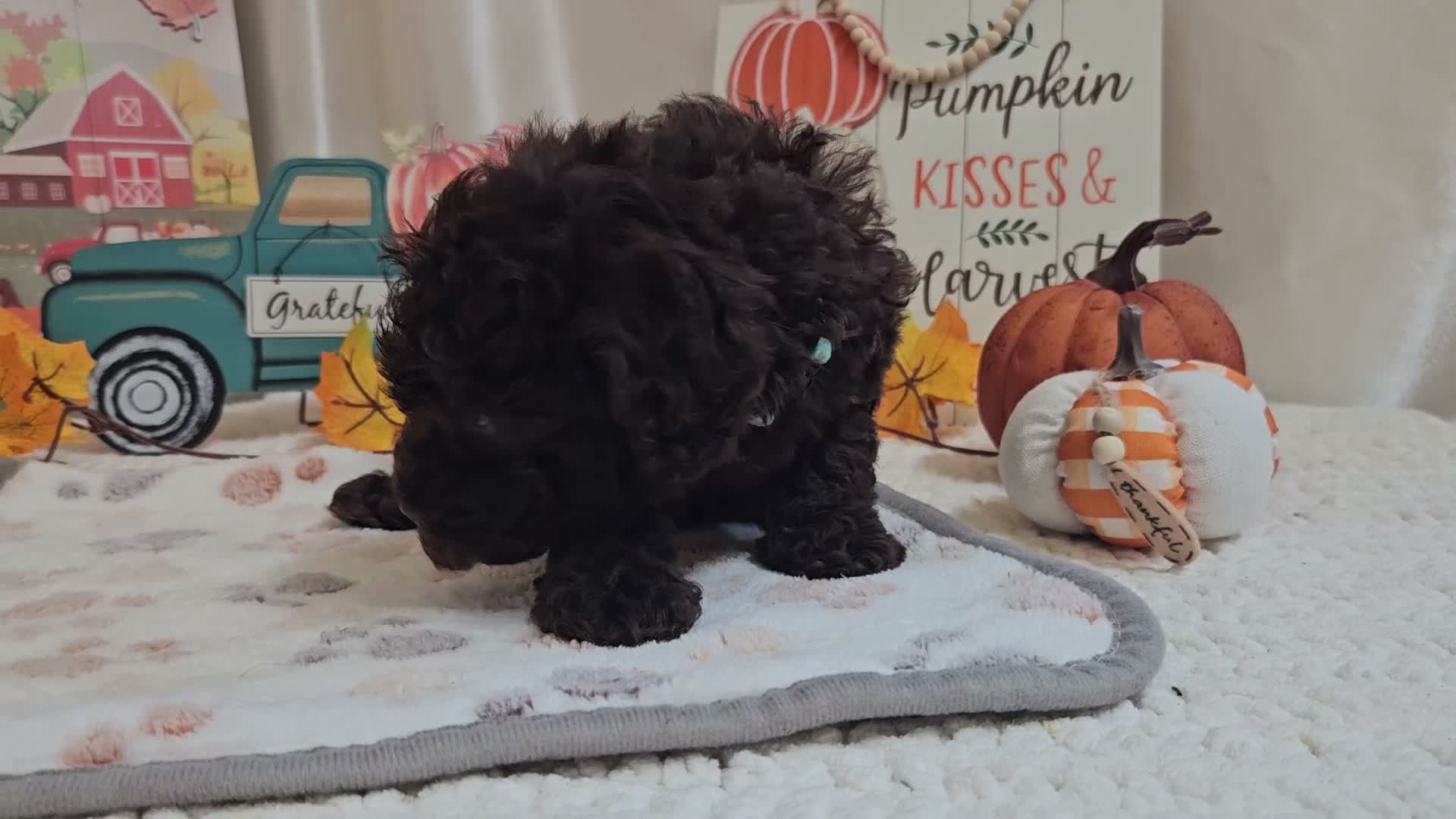 Miniature Poodle dogs for sale: Armstrong J. - Video 1