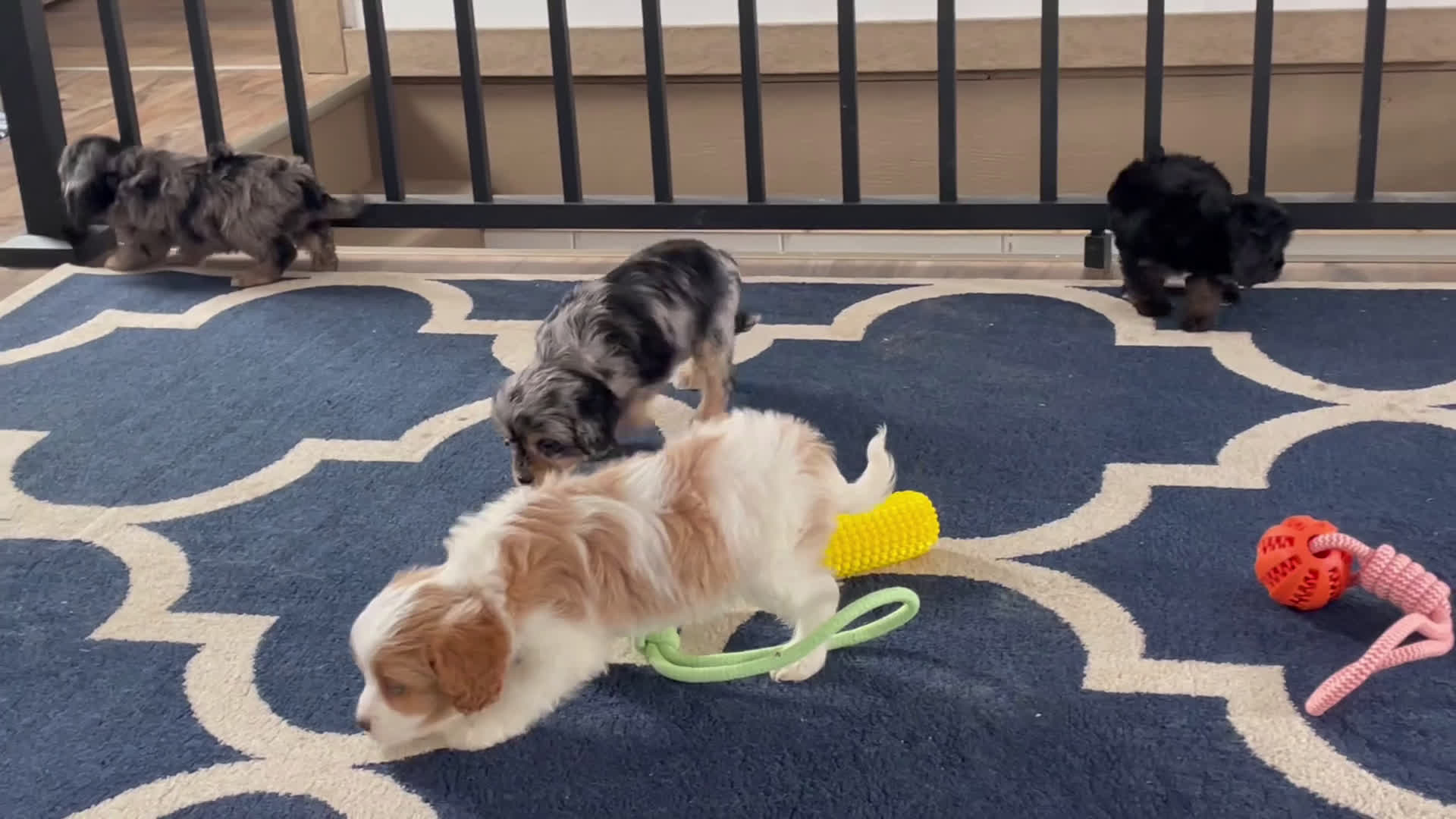 Cavapoo dogs for sale: Ms. Buttons  - Video 1