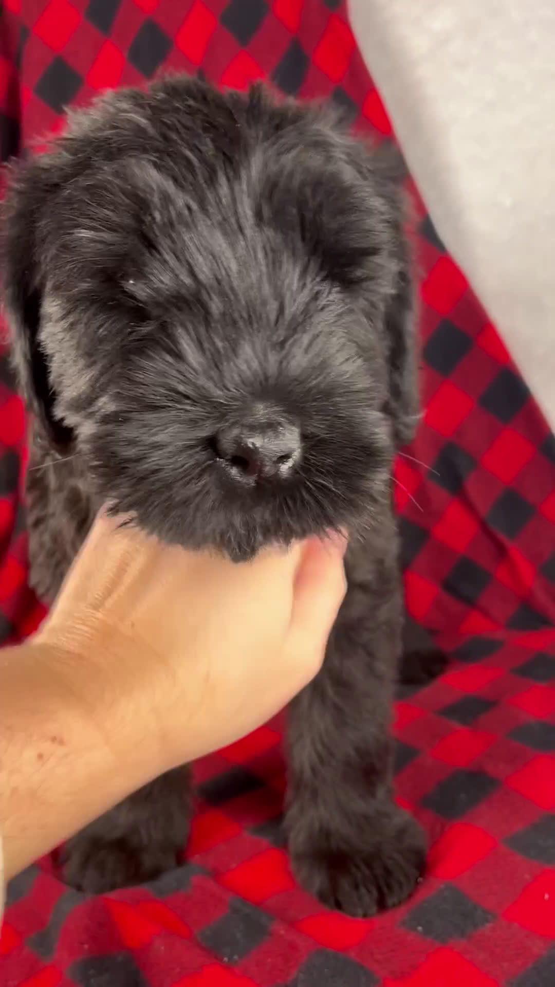 Giant Schnauzer dogs for sale: Angela - Video 1