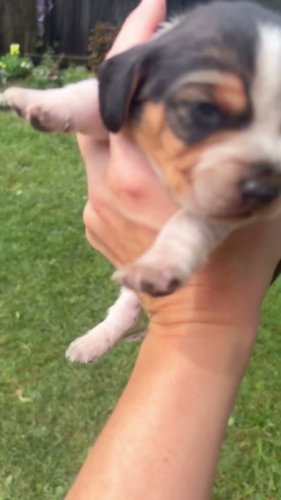 Beagle dogs for sale: Mr Red - Video 1