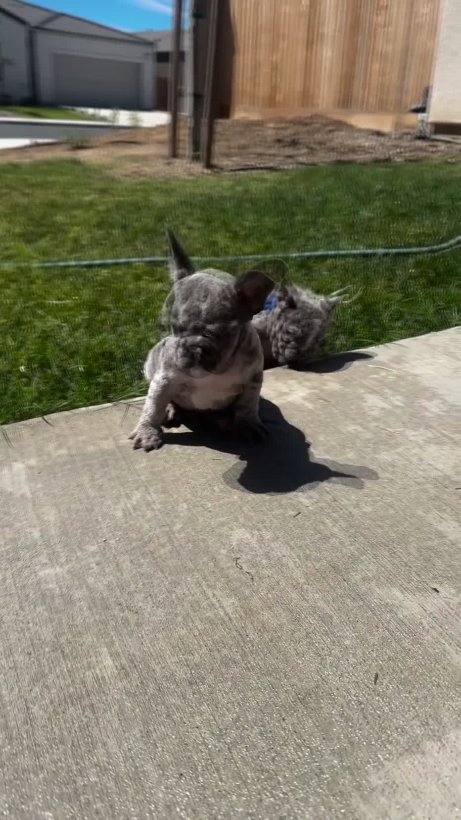 French Bulldog dogs for sale: Biggie - Video 1